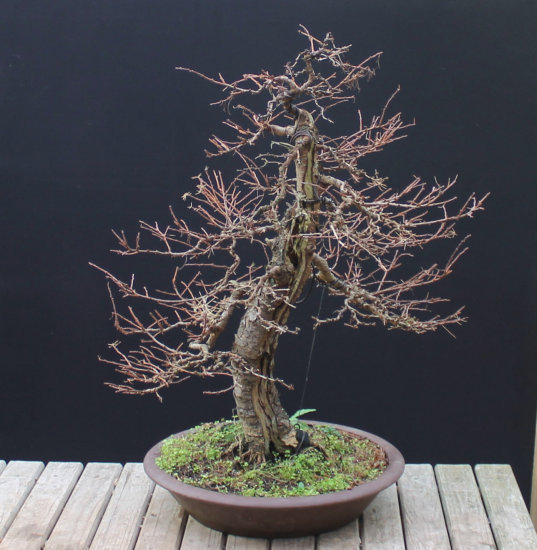 Larch Bonsai Carving and Styling 
